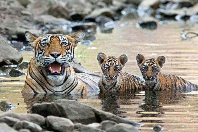 4 Days Golden Triangle Tour with Ranthambore Tiger Safari - Wildlife Safari: The Unexpected Highlight