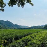 4-Hour Hangzhou Highlights Tour of Jingci Temple and West Lake - Authentic Experiences and Insights from Reviewers