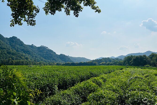 4-Hour Hangzhou Highlights Tour of Jingci Temple and West Lake - Authentic Experiences and Insights from Reviewers