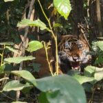 4Nights 5Days Bardia Tiger Tracking Tour |Bardia Jungle Safari - Exploring the Itinerary in Detail