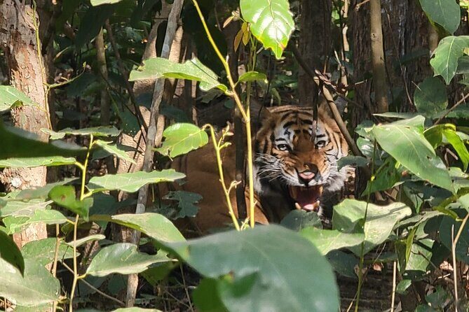 4Nights 5Days Bardia Tiger Tracking Tour |Bardia Jungle Safari - Exploring the Itinerary in Detail