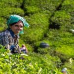 5 Days Kerala Tour with Private Car Houseboat Munnar and Thekkady - The Itinerary in Focus