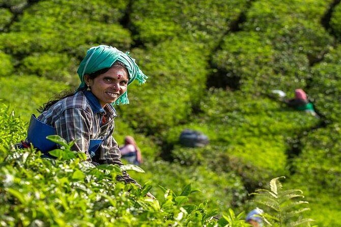 5 Days Kerala Tour with Private Car Houseboat Munnar and Thekkady - The Itinerary in Focus