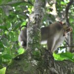 5 Days North Sumatra Adventure : Bukit Lawang & Mount Sibayak - Potential Considerations