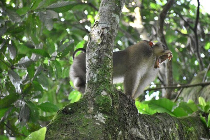 5 Days North Sumatra Adventure : Bukit Lawang & Mount Sibayak - Potential Considerations