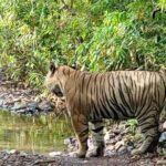 6 Days Delhi Agra Jaipur with Ranthambore Safari Road Trip - Exploring the Highlights of This 6-Day Road Trip