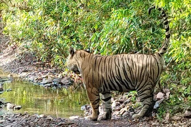 6 Days Delhi Agra Jaipur with Ranthambore Safari Road Trip - Exploring the Highlights of This 6-Day Road Trip