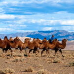 8 DAY GOBI AND CENTRAL MONGOLIA - A Deep Dive into the 8-Day Itinerary