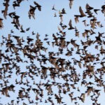 A Day TukTuk Handicrafts Bambootrain Killing&BatCaves,Sunset - Visiting Historic Sites: Wat Samrong Knong and the Killing Cave