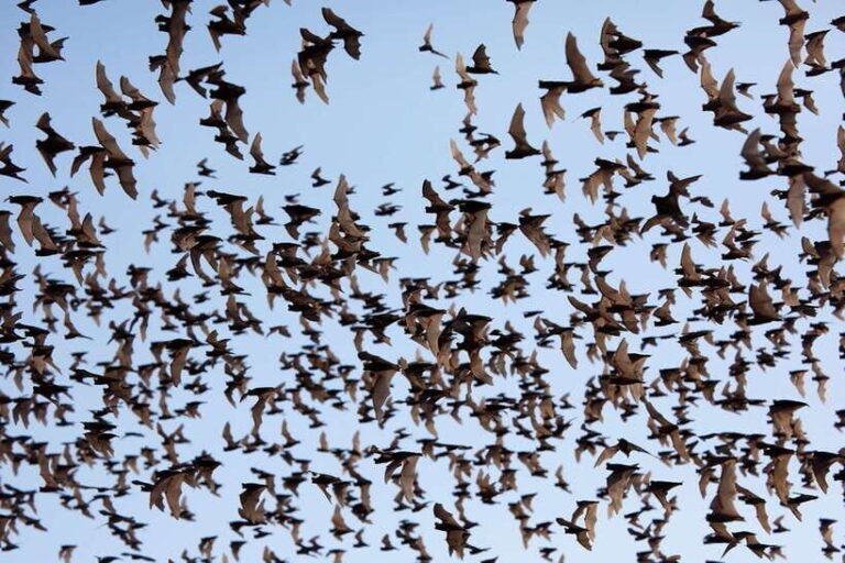 A Day TukTuk Handicrafts Bambootrain Killing&BatCaves,Sunset - Visiting Historic Sites: Wat Samrong Knong and the Killing Cave