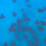 A Turtle Tour on Rarotonga - small groups, premium experience - Final Thoughts