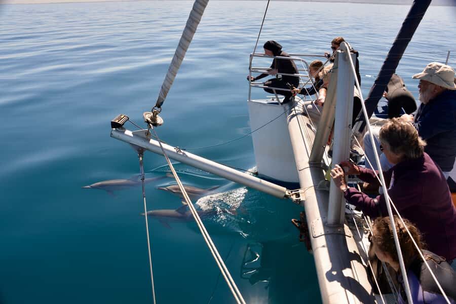 Adelaide: 4-Hour Guaranteed Wild Dolphin Watching Cruise - What Makes This Tour Stand Out?