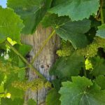 Adelaide City Full-Day Tour - Final Thoughts: Who Will Love This Tour?