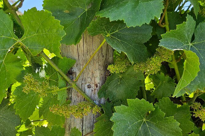 Adelaide City Full-Day Tour - Final Thoughts: Who Will Love This Tour?