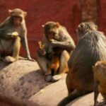 Agra- Old market tour and Food Walk by TUK TUK - Practical Details: What to Expect and Considerations