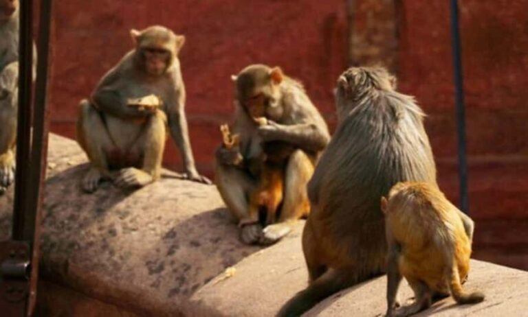 Agra- Old market tour and Food Walk by TUK TUK - Practical Details: What to Expect and Considerations