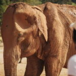 Agra: Sunrise Taj Mahal Tour & Elephant Sanctuary Day Tour - FAQs