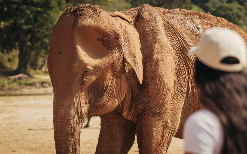 Agra: Sunrise Taj Mahal Tour & Elephant Sanctuary Day Tour - FAQs