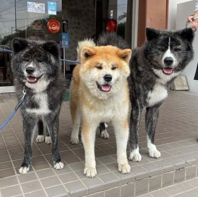 Akita: AKITA DOG DAY! A day tour by public transport - Who Should Consider This Tour?