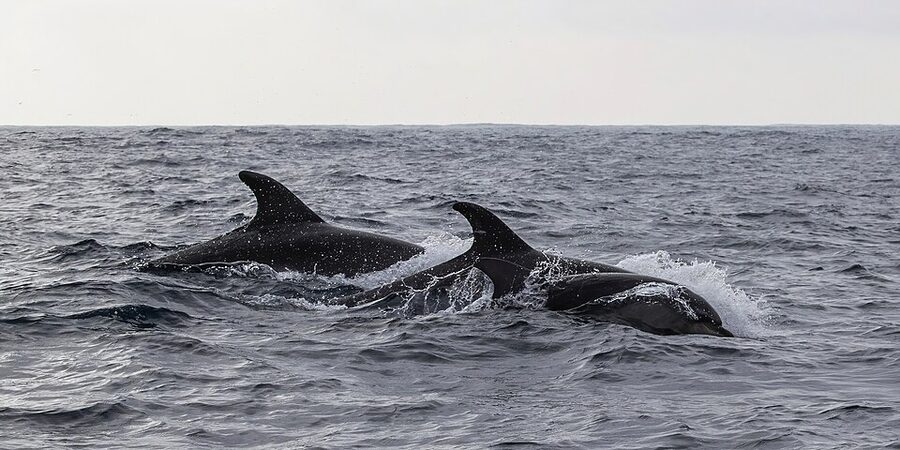 Common bottlenose dolphins off Sagres, Algarve, Portugal
