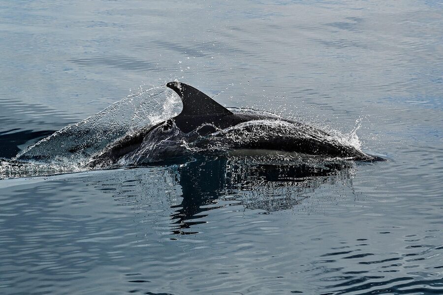 Dolphin fin breaking the Atlantic surface, Algarve, Portugal
