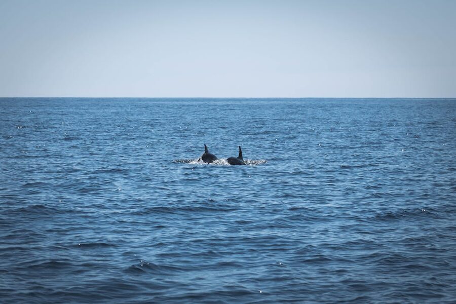 Two dolphins swimming in the Atlantic, Algarve, Portugal