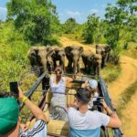 All Inclusive Hurulu Eco Park 3 Hour Elephant Safari Tour - The Experience Itself: What to Expect