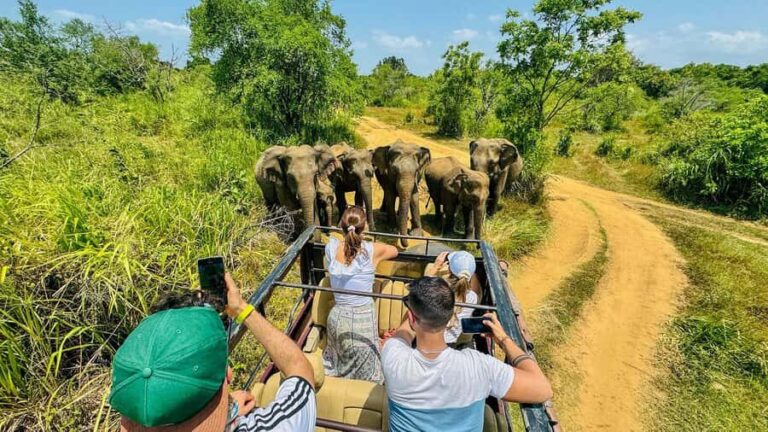 All Inclusive Hurulu Eco Park 3 Hour Elephant Safari Tour - The Experience Itself: What to Expect