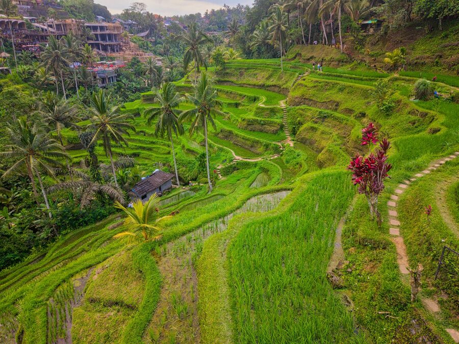 Aerial view of rice terraces used for the All Inclusive Ubud Private Tour