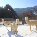 Alpaca, Nami, Eobi with Rail Bike or Strawberry - What Travelers Say: Authentic Insights from Reviews