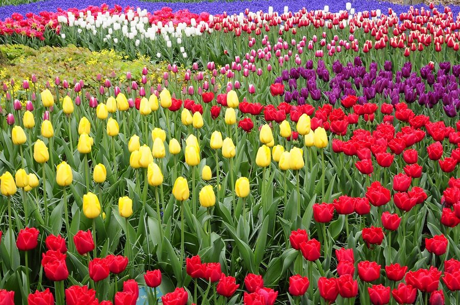 Keukenhof colorful tulip rows in spring