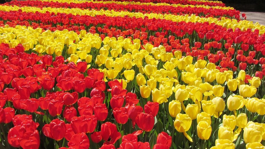 Red and yellow bulb fields near Keukenhof in spring