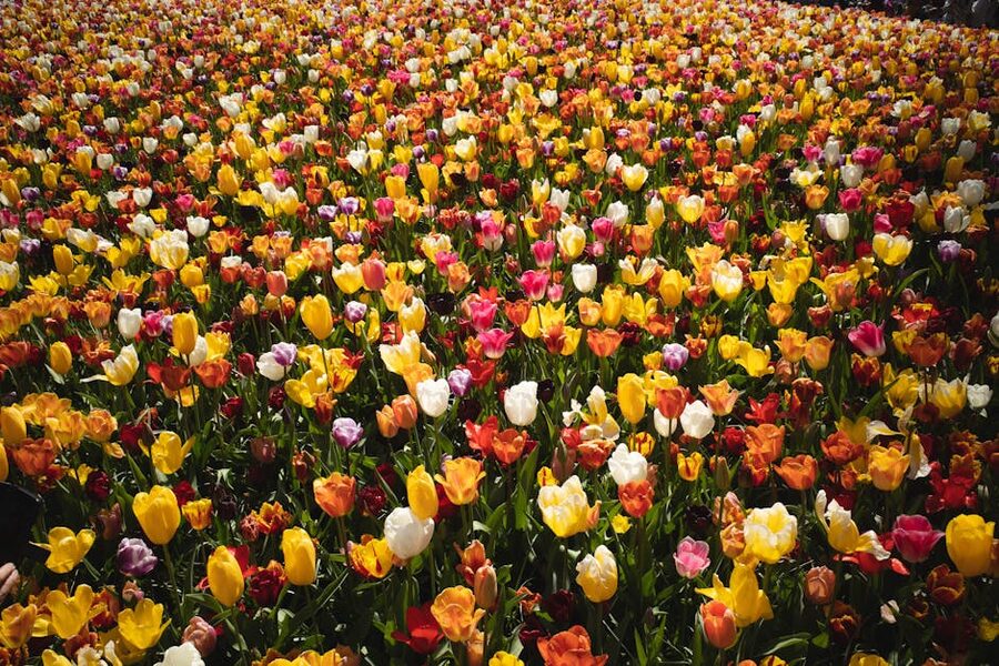 Mixed tulip variety field in Keukenhof spring bloom