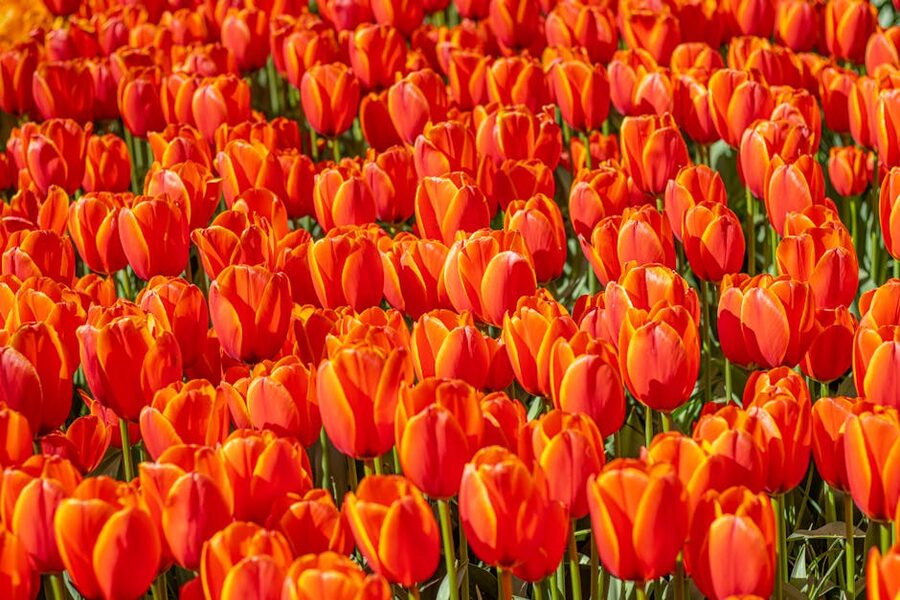 Orange tulips in full bloom Lisse Netherlands