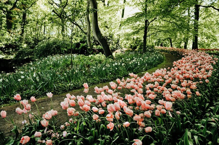 Pink tulips lining a pathway through Keukenhof Gardens