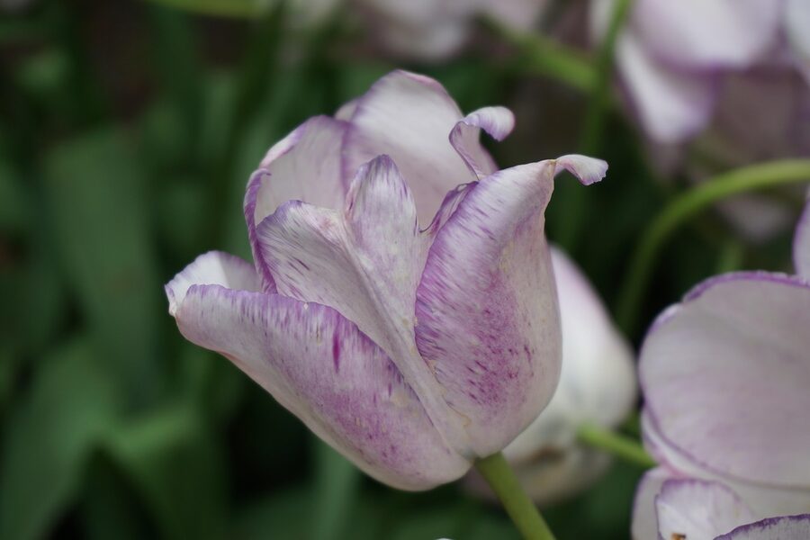 Purple tulip closeup at Keukenhof Gardens