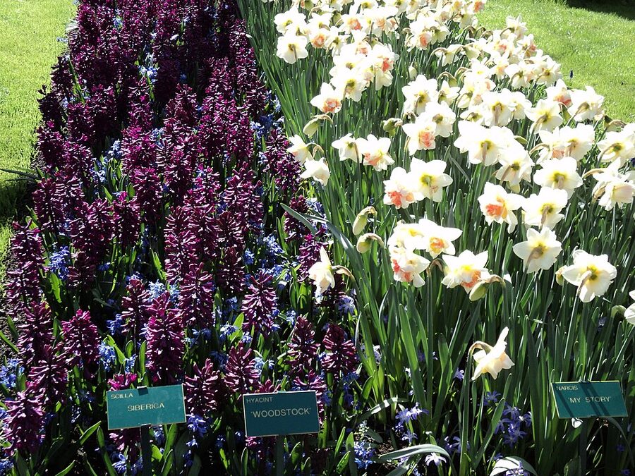 Themed garden paths winding through Keukenhof tulip beds