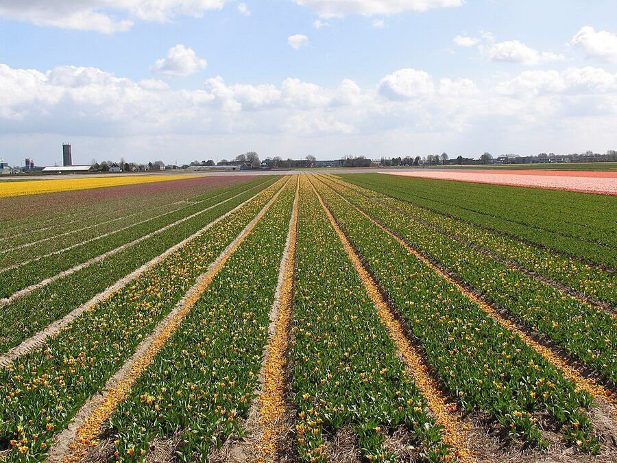 Commercial tulip bulb field near Keukenhof in Lisse Netherlands