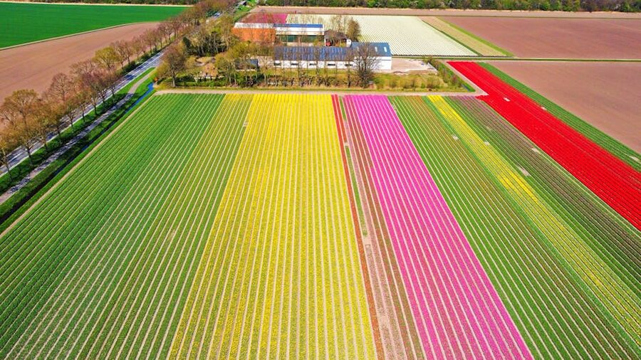 Aerial view of colorful tulip fields in Dutch springtime near Keukenhof