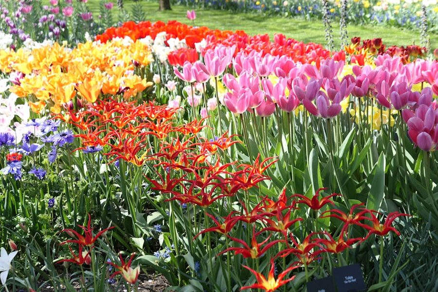 Tulip garden display in Lisse Netherlands during spring