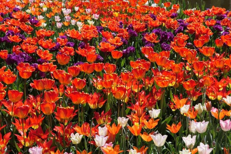 Keukenhof in Bloom: Day Trip from Amsterdam