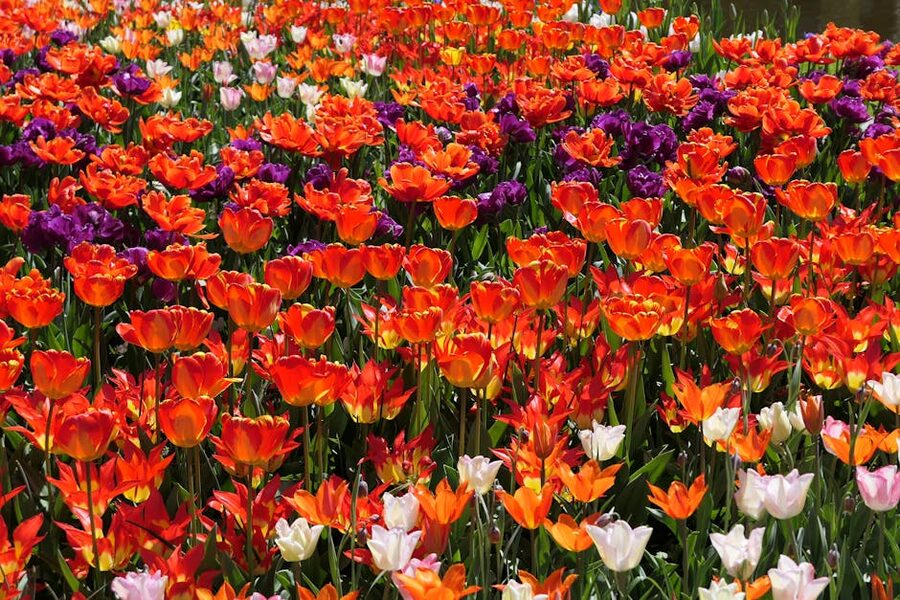 Colorful tulip rows in full bloom at Keukenhof Gardens Lisse