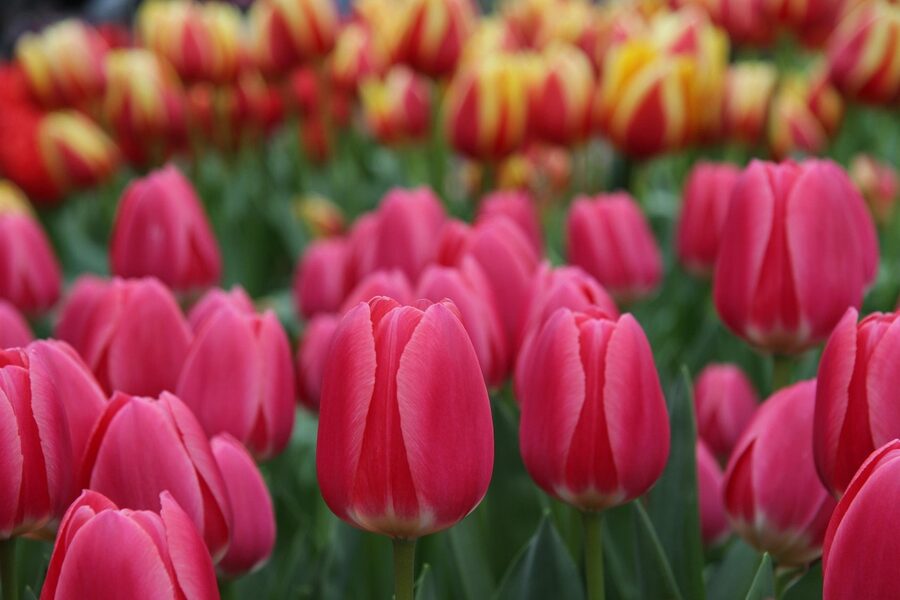 Wide overview of Keukenhof tulip beds in Lisse Netherlands