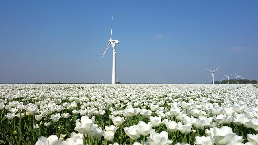 Tulips in front of a Dutch windmill in spring near Keukenhof