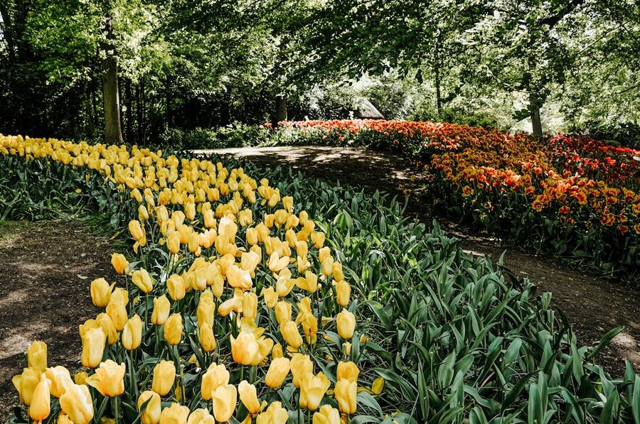 Yellow and red tulips along a path through Keukenhof park