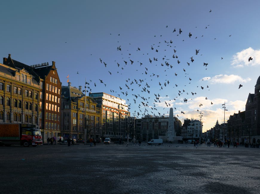 Pigeons over Dam Square Amsterdam