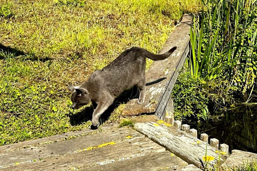 A cat in the Zaanse Schans village