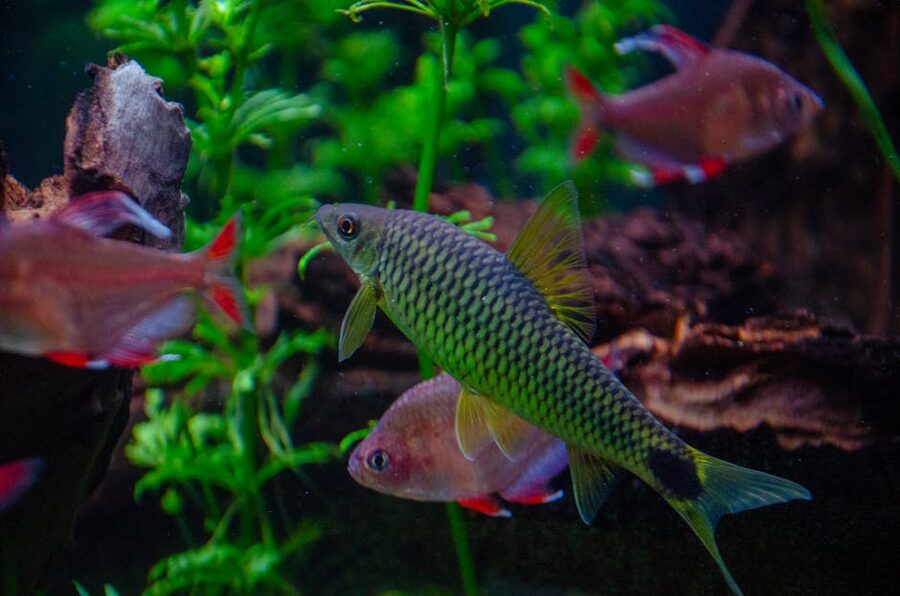 Tropical fish in ARTIS aquarium tank