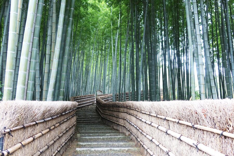 Path through the towering bamboo stalks of Arashiyama Bamboo Grove in Kyoto