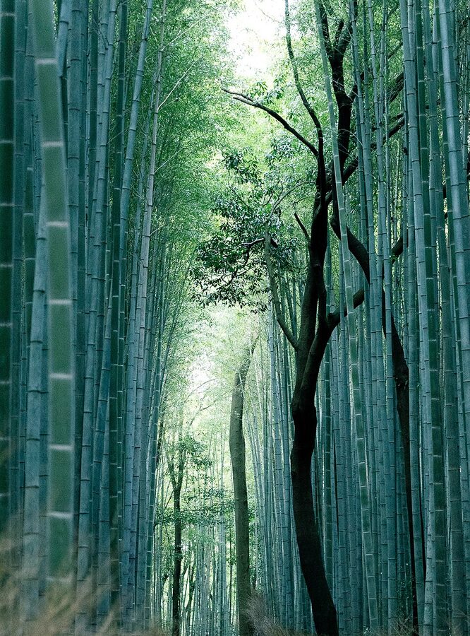Arashiyama bamboo grove in Kyoto